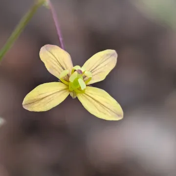 Клеоме шероховатая