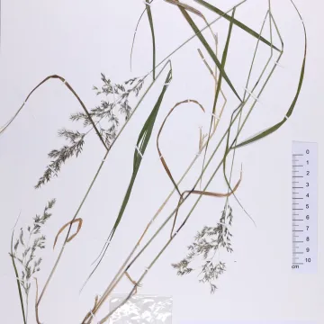 Вейник мохнатый