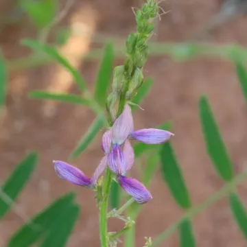 Cyamopsis senegalensis