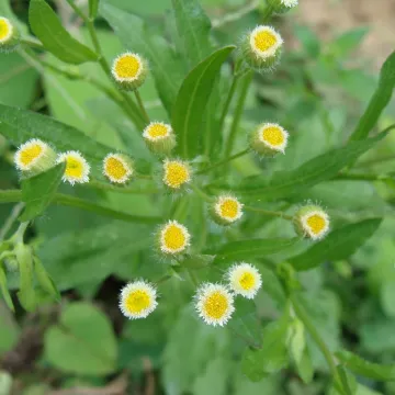 Кониза апуренская