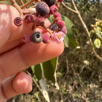 Conostegia xalapensis