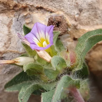 Convolvulus humilis