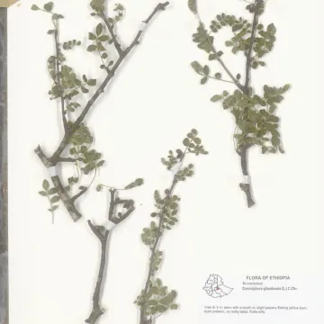 Коммифора галаадская
