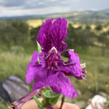 Куфея эквипетала