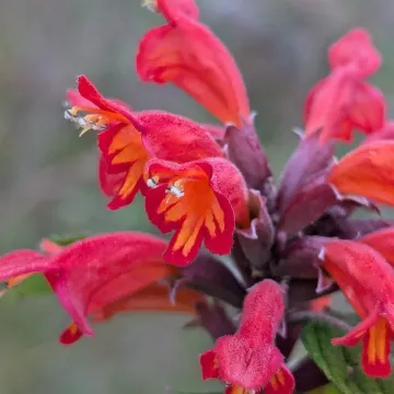 Колкуния ярко-красная