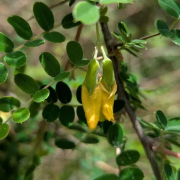 Карагана короткоиглая