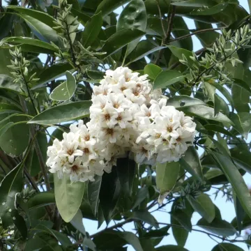 Кордия гераскантус