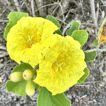 Кордия желтая