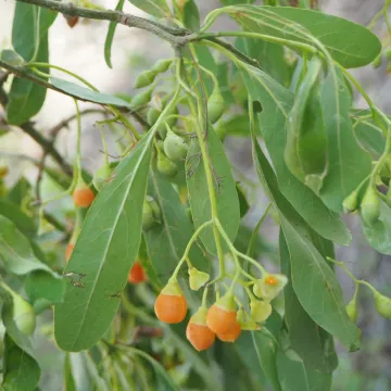 Кордия китайская