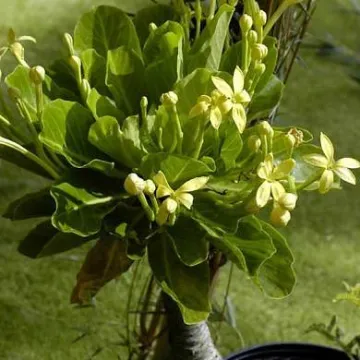 Бригамия замечательная