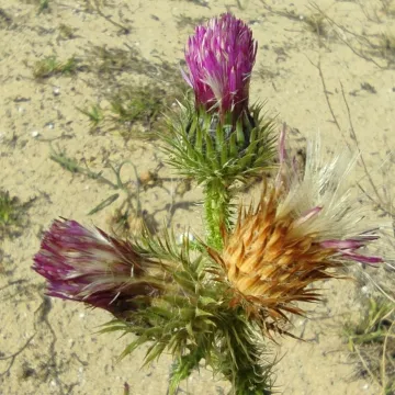 Many-spined thistle