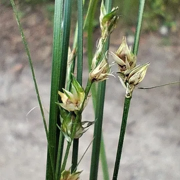 Grey sedge