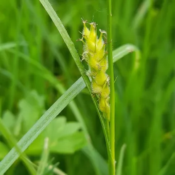 Hairy sedge