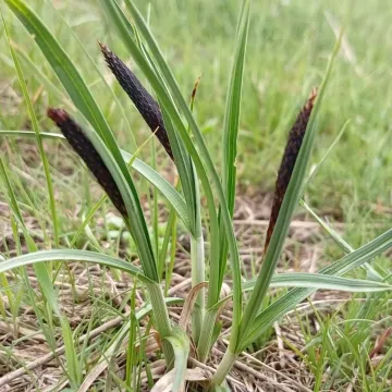 Black-spiked sedge