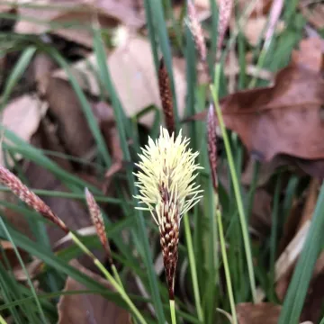 Painted Sedge