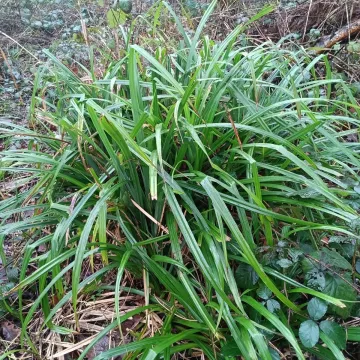 Pendulous sedge