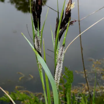 Greater pond sedge