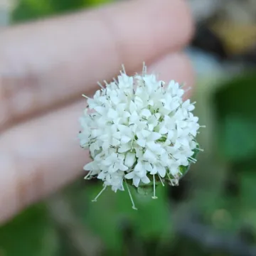 Крузея мелкоцветковая