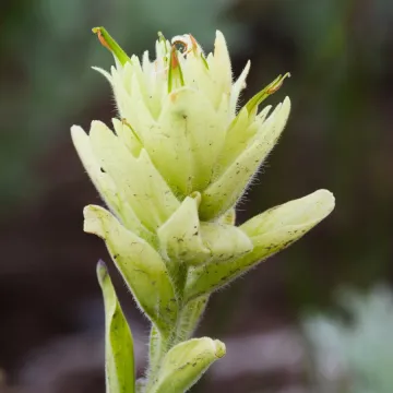 Castilleja occidentalis