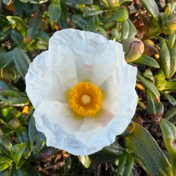 Cistus palhinhae