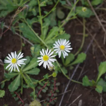 Калотис клиновидный