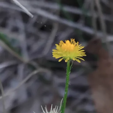 Калотис лопуховый