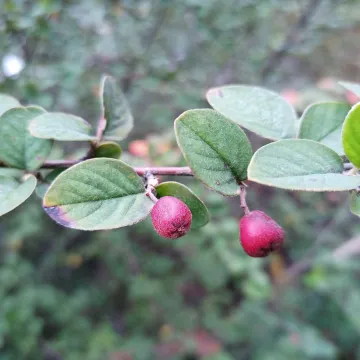 Diels cotoneaster