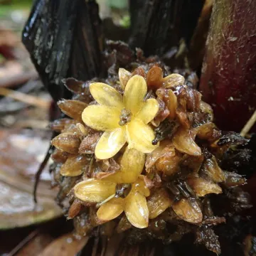 Curculigo latifolia