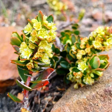 Clutia alaternoides