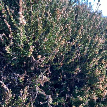 Calluna