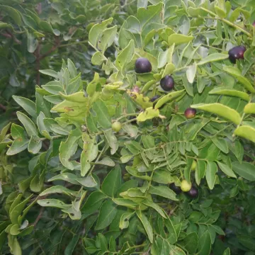 Клаузена анисовая