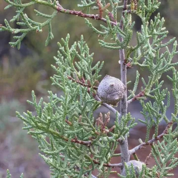 Stephenson's cypress
