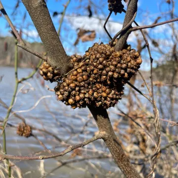 Повилика компактная