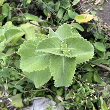 Колеус амбоинский