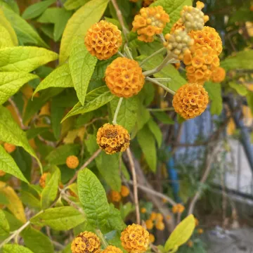 Буддлея шаровидная