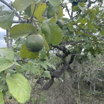Каріокар бразильський