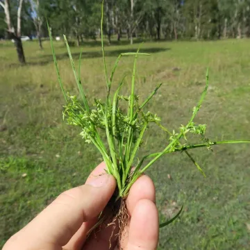 Сыть вялая