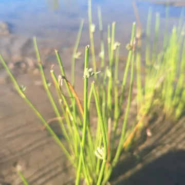 Сыть гладкая