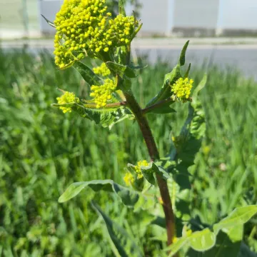 Свербига східна