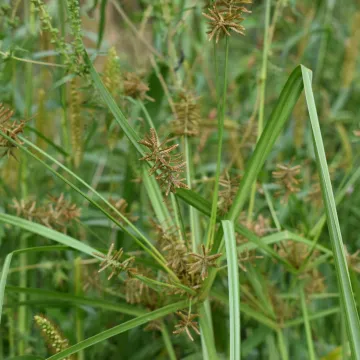 Сыть усечённая