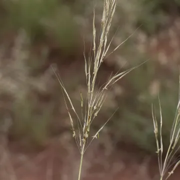 Хризопогон обманчивый