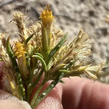 Greene's rabbitbrush