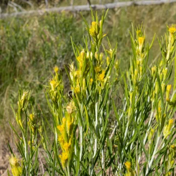 Эрикамерия Парри