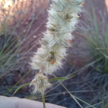 Cyphocarpa