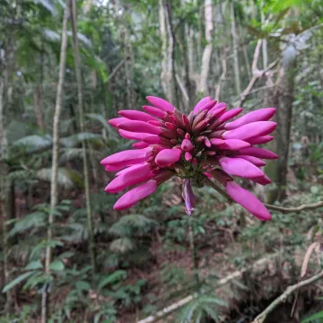 Dahlstedtia pinnata