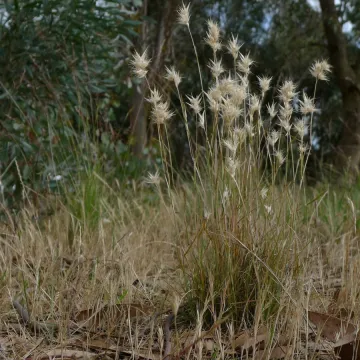 Danthonia auriculata