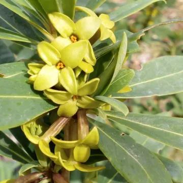 Daphne pseudomezereum