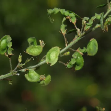 Desmodium glabrum