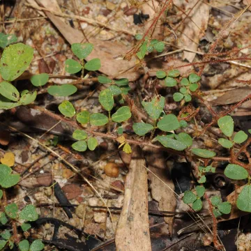 Desmodium trichostachyum