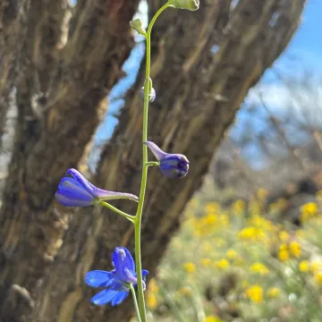 Desert Larkspur